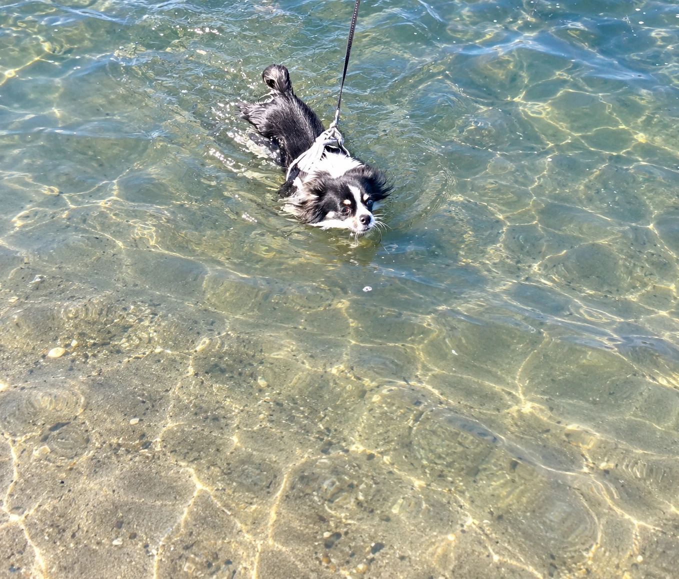 Chihuahua beim Baden am Hundestrand in Grado